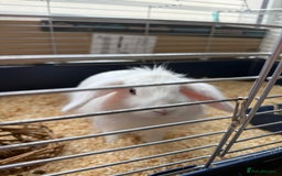 Lionhead rabbits for sale: Rabbit  - Image 2