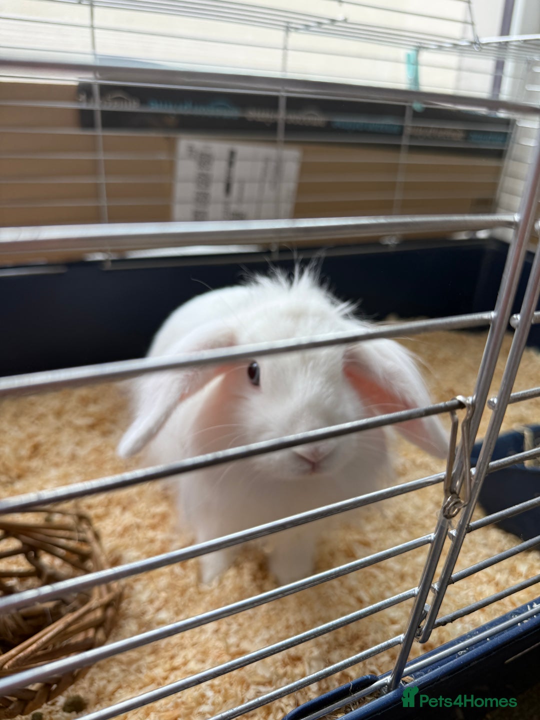 Lionhead rabbits for sale: Rabbit  - Image 2