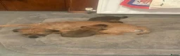 Border Terrier dogs for sale: Two beautiful boys for sale - Advert 5