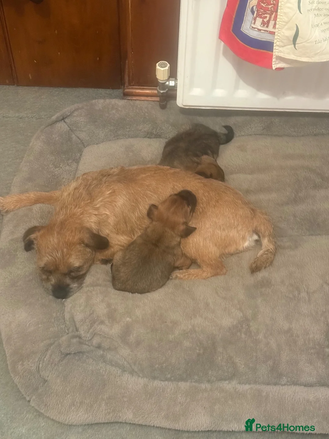 Border Terrier dogs for sale: Two beautiful boys for sale - Advert 5