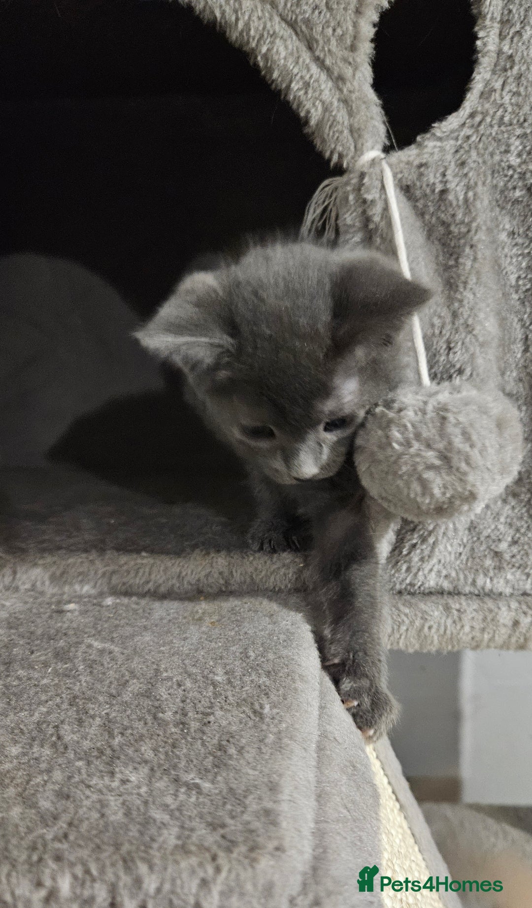 Russian Blue cats for sale: 🐾 last two girls Russian Blue Kittens 🐾 - Advert 22