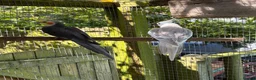 Cockatiels birds for sale: Cockatiels for sale in Stowmarket - Advert 2