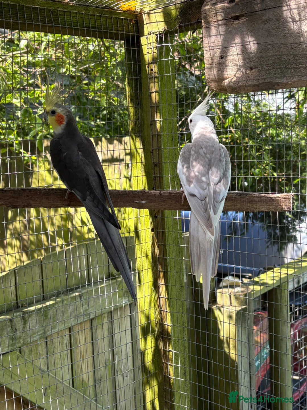 Cockatiels birds for sale: Cockatiels for sale in Stowmarket - Advert 2