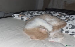 Mixed Breed cats for sale: Half norweigen forest cat 1/4 bengal 1/4 longhair - Image 12