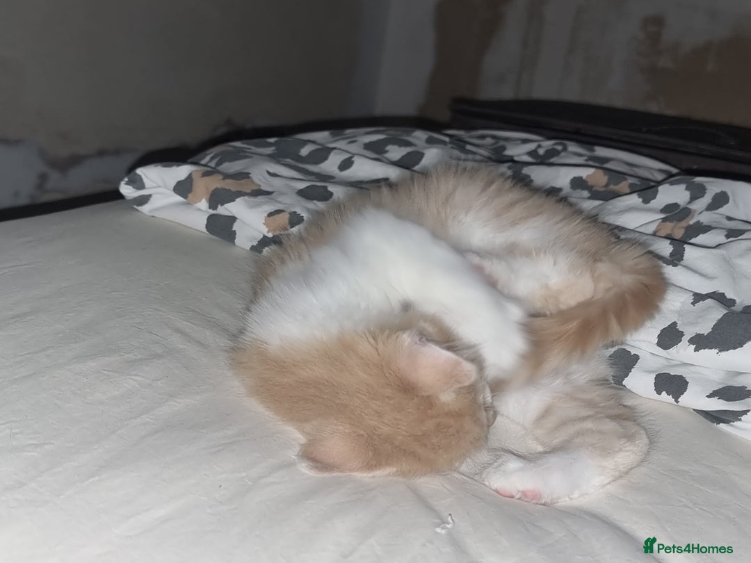 Mixed Breed cats for sale: Half norweigen forest cat 1/4 bengal 1/4 longhair - Image 12