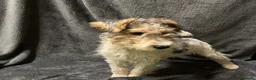Fox Terrier dogs for sale: Fox terrier puppy’s for sale  - Advert 7