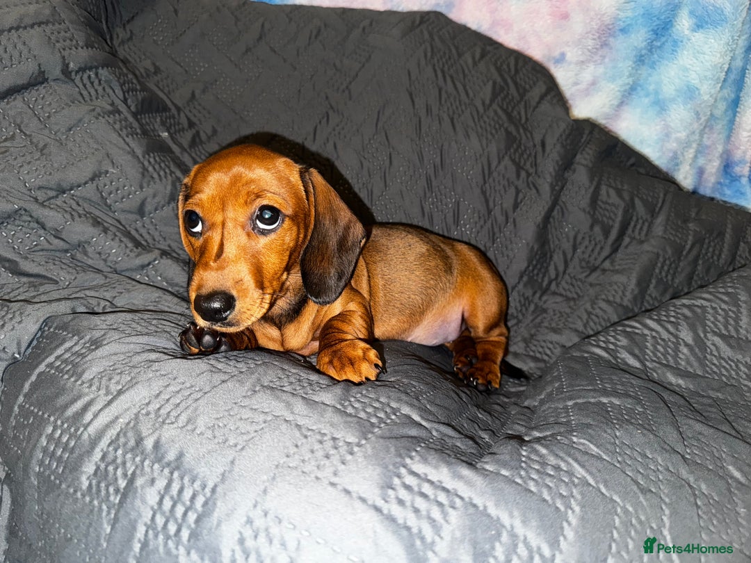 Dachshund dogs for sale: READY NOW - DACHSHUND PUPPIES - Image 11
