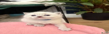 Ragdoll Kitten 1