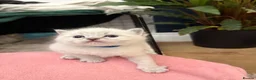 Ragdoll cats for sale: 🐾 Adorable Male Ragdoll kitten for sale  - Advert 5