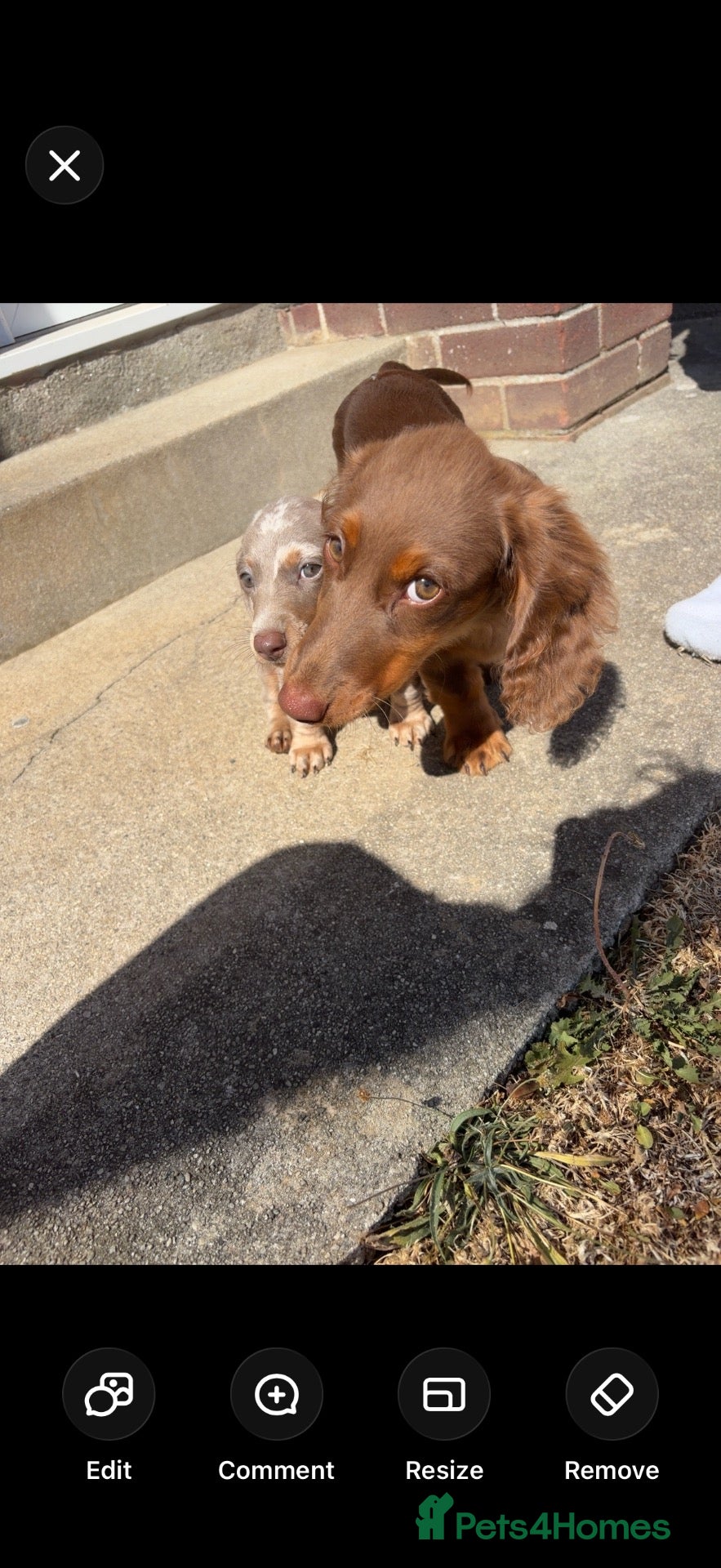 Miniature Dachshund dogs for sale: KC REGISTERED miniature dachshunds - Advert 18