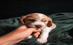 Cocker Spaniel dogs for sale: ✨ Showline Cocker Spaniel puppies for sale ✨ - Image 19