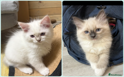 Ragdoll cats for sale: GCCF REGISTERED RAGDOLL KITTENS. 4  BOYS - Image 1
