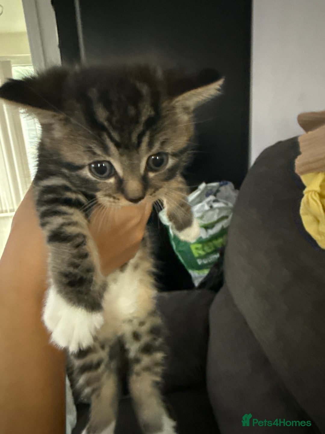 British Shorthair cats for sale: British short hair mixed kittens  - Advert 2