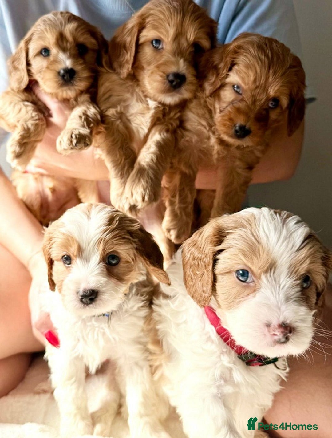 Cavapoo dogs for sale: Toy/Mini Cavpoo Puppies - Image 2