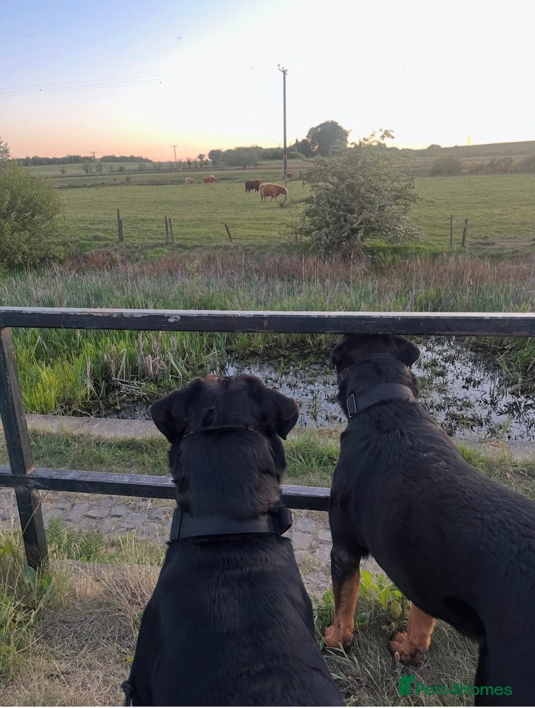 Rottweiler dogs for sale: Purebred Rottweiler Puppy – Ready for Loving Home - Advert 2