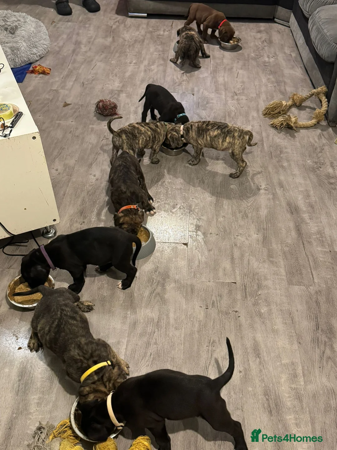 Mixed Breed dogs for sale: Pure Pressa canario x pure American bully pups  - Advert 1