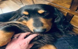 Dachshund dogs for stud: Standard long haired Dachshund  - Image 4