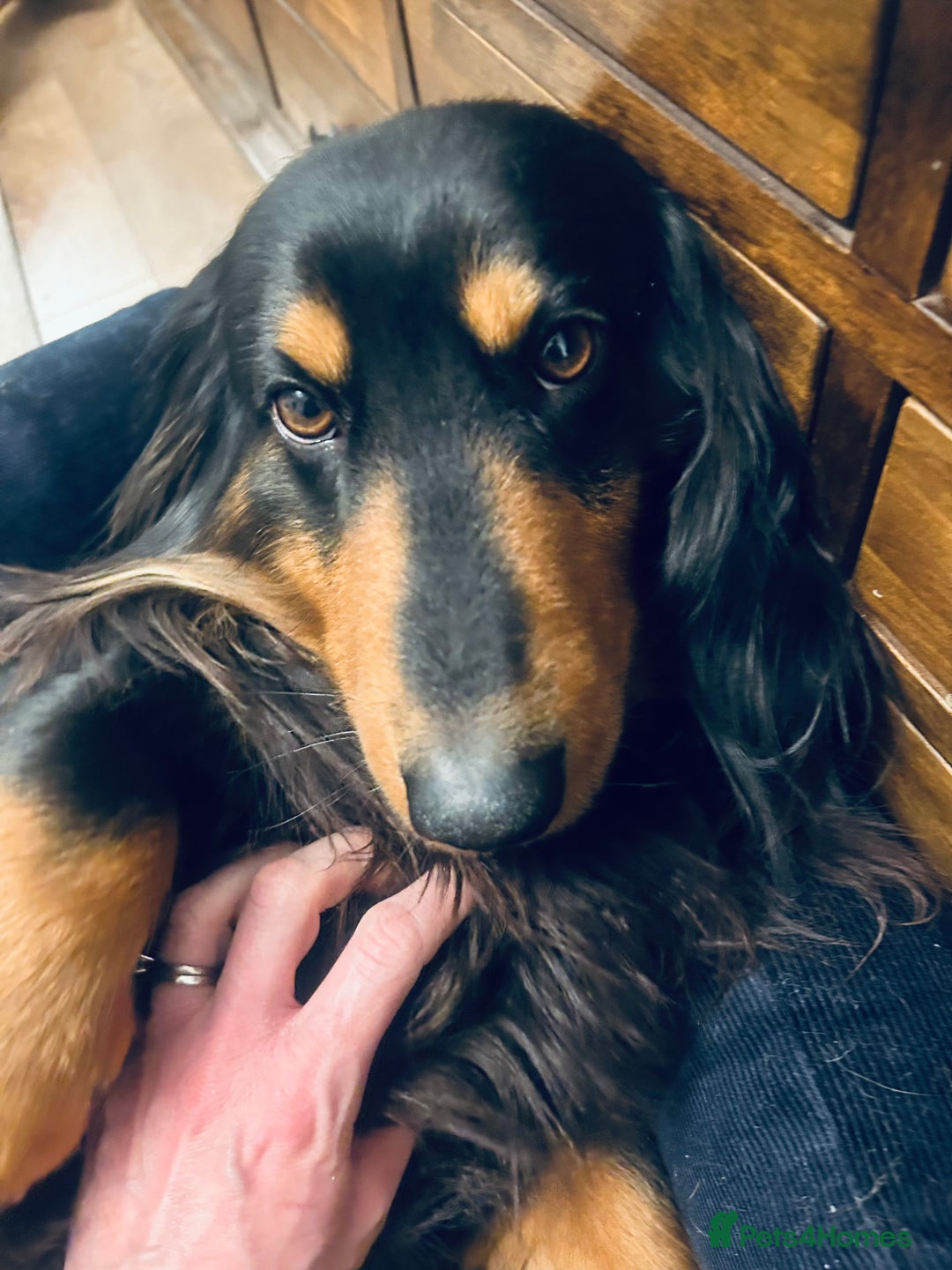 Dachshund dogs for stud: Standard long haired Dachshund  - Image 4