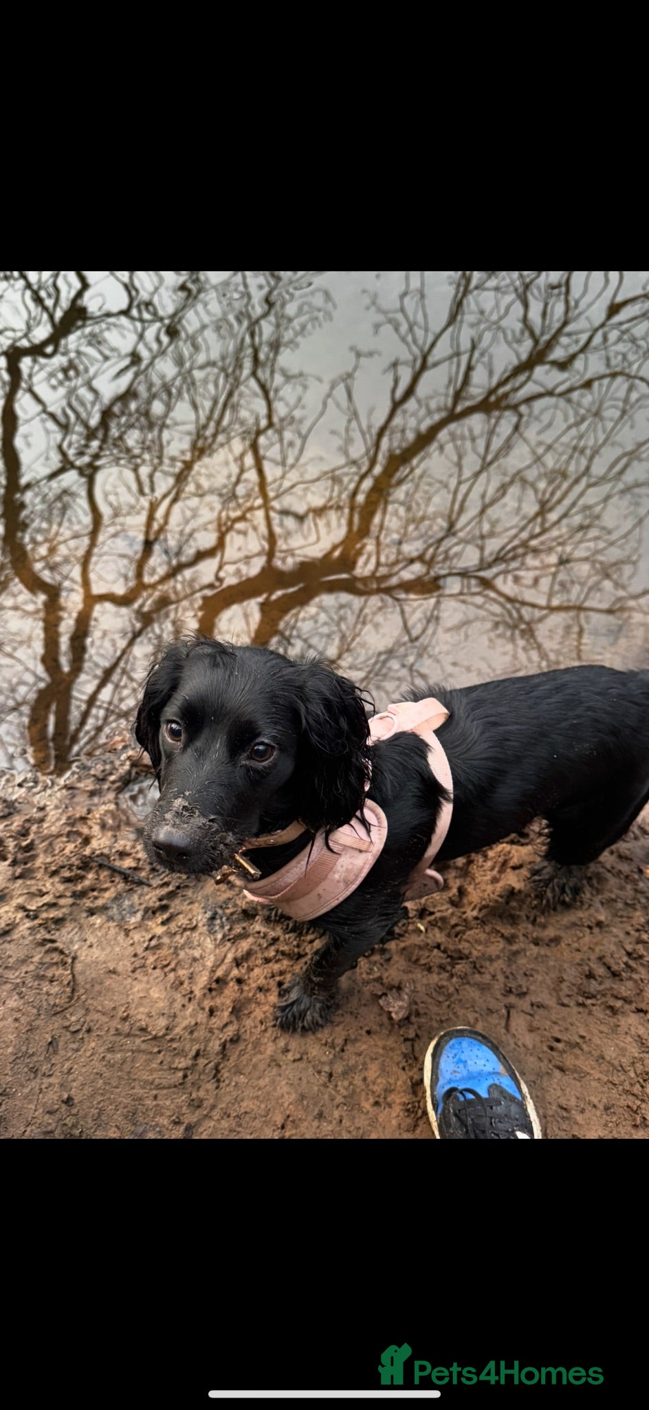 Cocker Spaniel dogs 7 Gorgeous Puppies. - Advert 3
