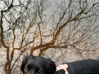 Cocker Spaniel dogs 7 Gorgeous Puppies. - Advert 13