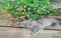 British Shorthair cats for sale: Beautiful kittens  - Image 7