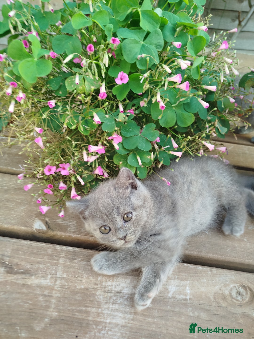 British Shorthair cats for sale: Beautiful kittens  - Image 7