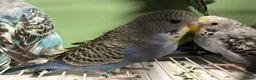 Budgerigars birds for sale: Budgies for Sale  - Advert 26