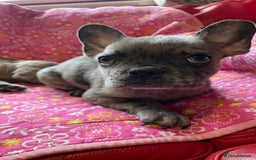 Mixed Breed dogs for sale: Beautiful french bulldog/shit zhu babies  - Image 2