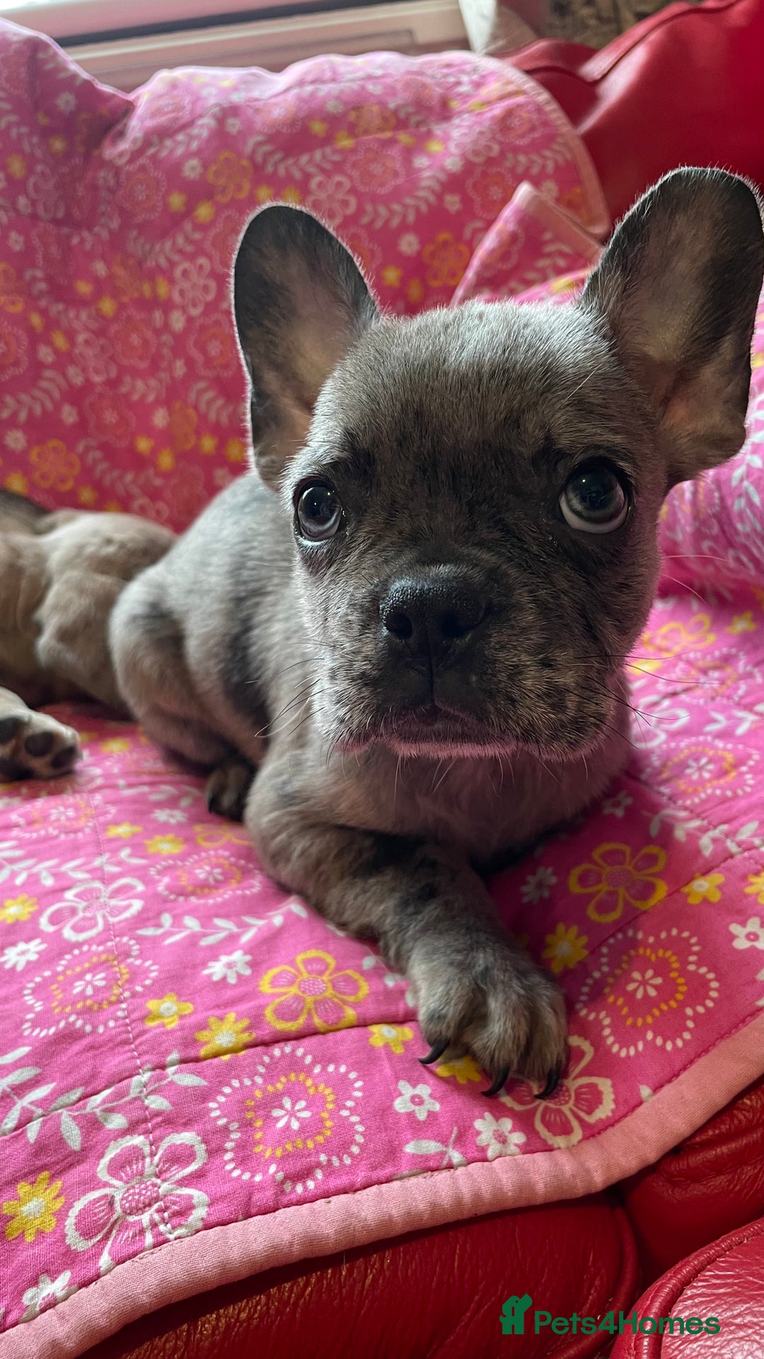 Mixed Breed dogs for sale: Beautiful french bulldog/shit zhu babies  - Image 2