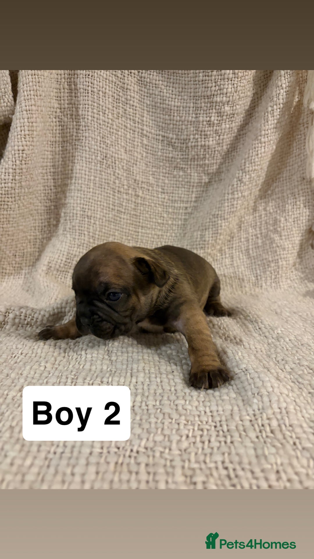 French Bulldog dogs for sale: French bulldog puppies - Advert 4