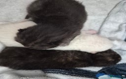 British Shorthair cats for sale: Beautiful Tortoiseshell and White pure BSH - Image 9
