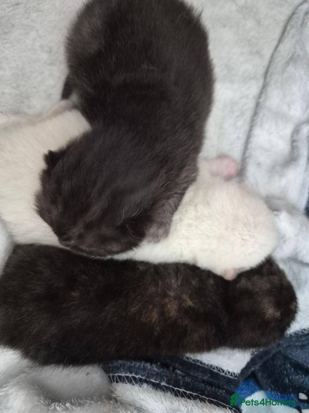 British Shorthair cats for sale: Beautiful Tortoiseshell and White pure BSH - Image 9