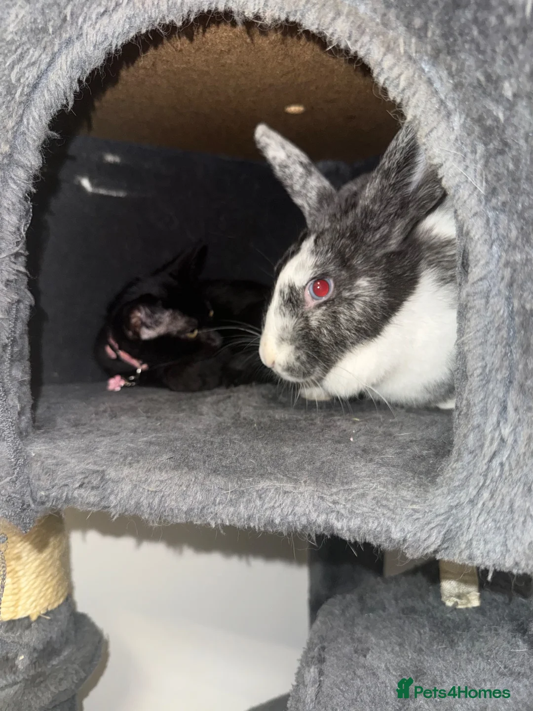 English rabbits for sale: Rabbit female  in Cheadle - Advert 4