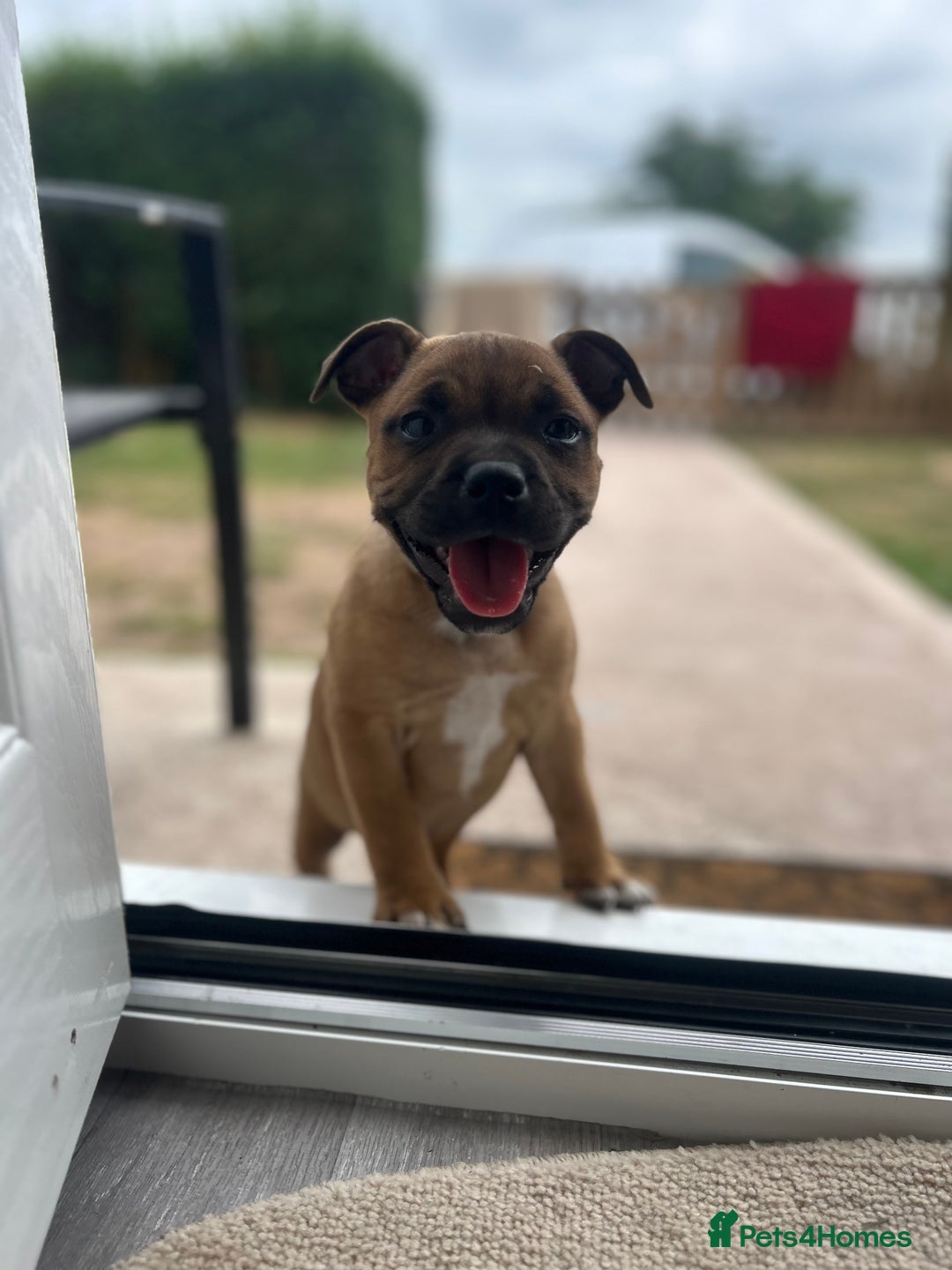 Staffordshire Bull Terrier dogs for sale: ONE MALE AVAILABLE 5* outstanding reds ✨✨✨ - Image 18