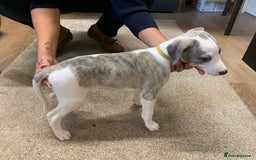 Whippet dogs for sale: Beautiful K.C Registered Whippet pups for sale  - Image 12