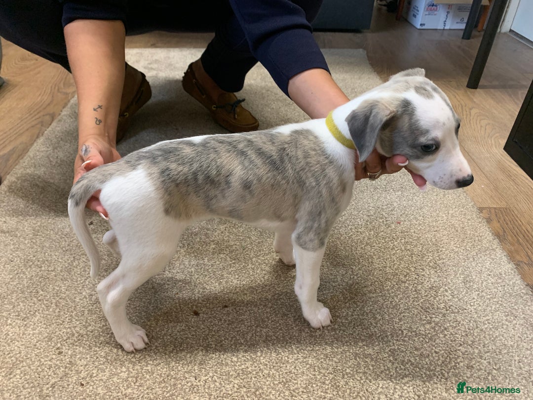Whippet dogs for sale: Beautiful K.C Registered Whippet pups for sale  - Image 12