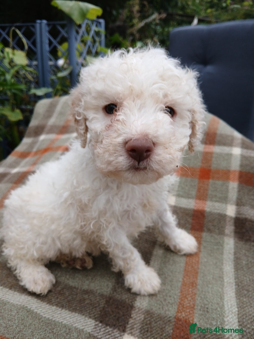 Lagotto Romagnolo dogs for sale: Pedigree Kennel Club Registered Lagotto Romagnolo - Image 9