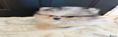 Pomeranian 2