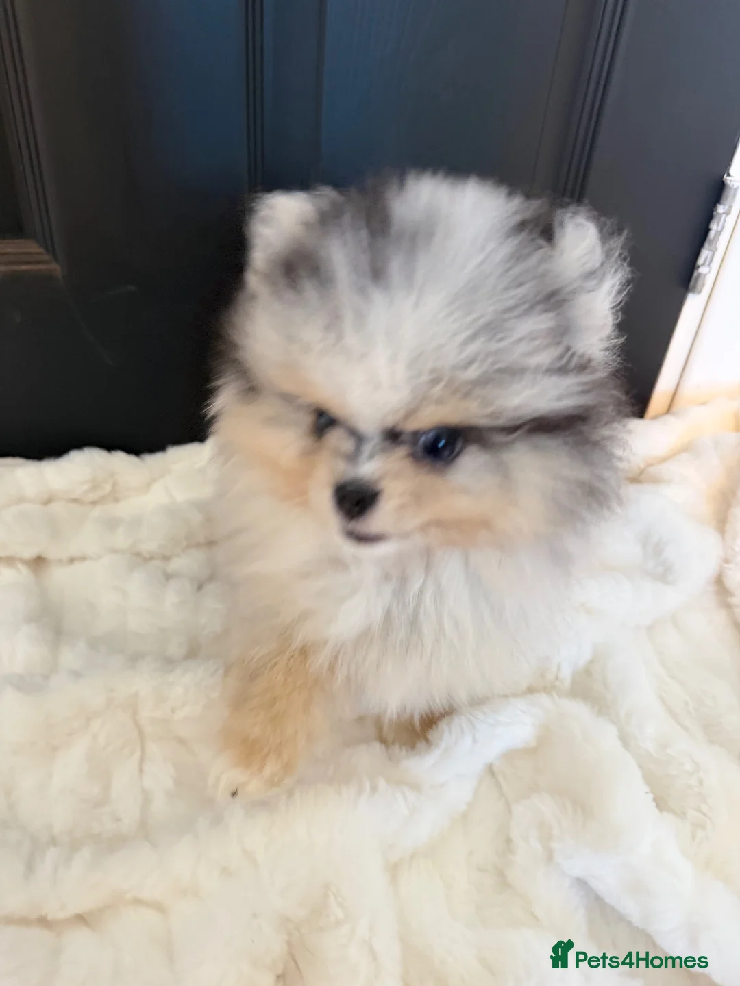 Pomeranian dogs for sale: Beautiful Merle Pomeranian  in Basildon - Advert 10
