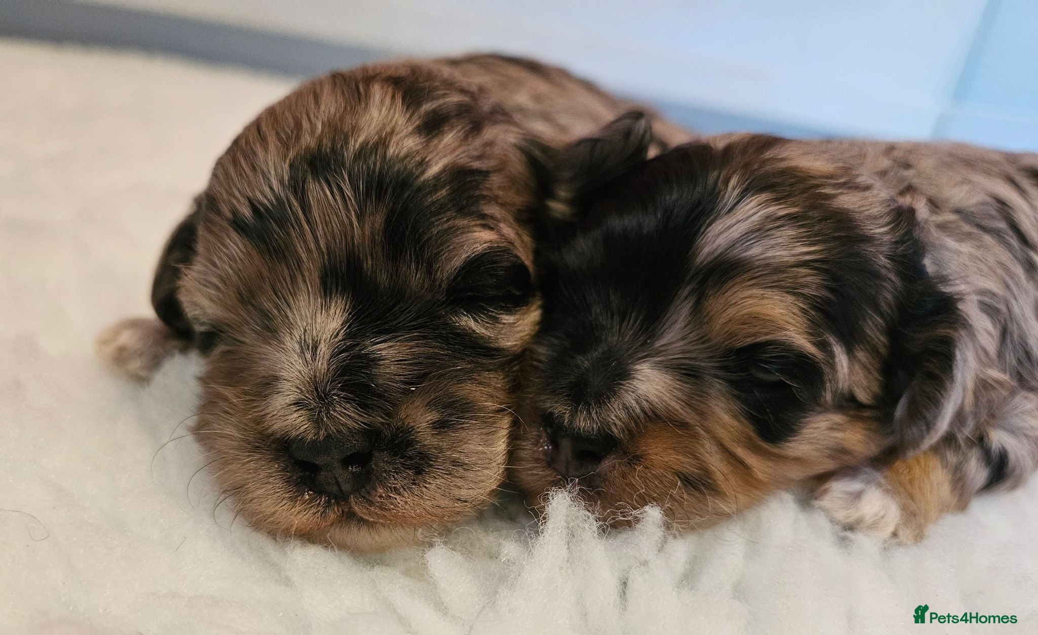 Maltipoo dogs Beautiful Blue Merle Maltipoos - Advert 1
