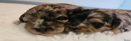Maltipoo dogs for sale: Beautiful Blue Merle Maltipoos - Advert 1