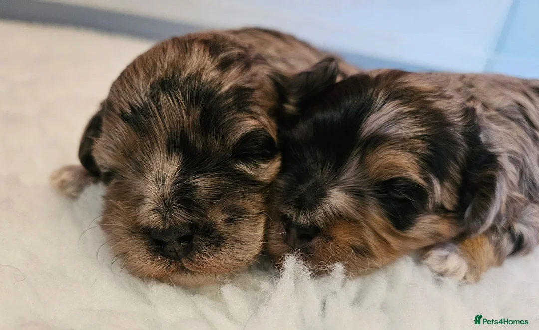 Maltipoo dogs for sale: Beautiful Blue Merle Maltipoos - Advert 1