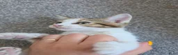Domestic Shorthair cats for sale: Beautiful 8-week kitten looking for a loving home - Advert 4