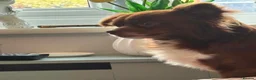 Chihuahua dogs for sale: 2 Chihuahuas male 15mths  Female 3 yrs sad sale - Advert 7