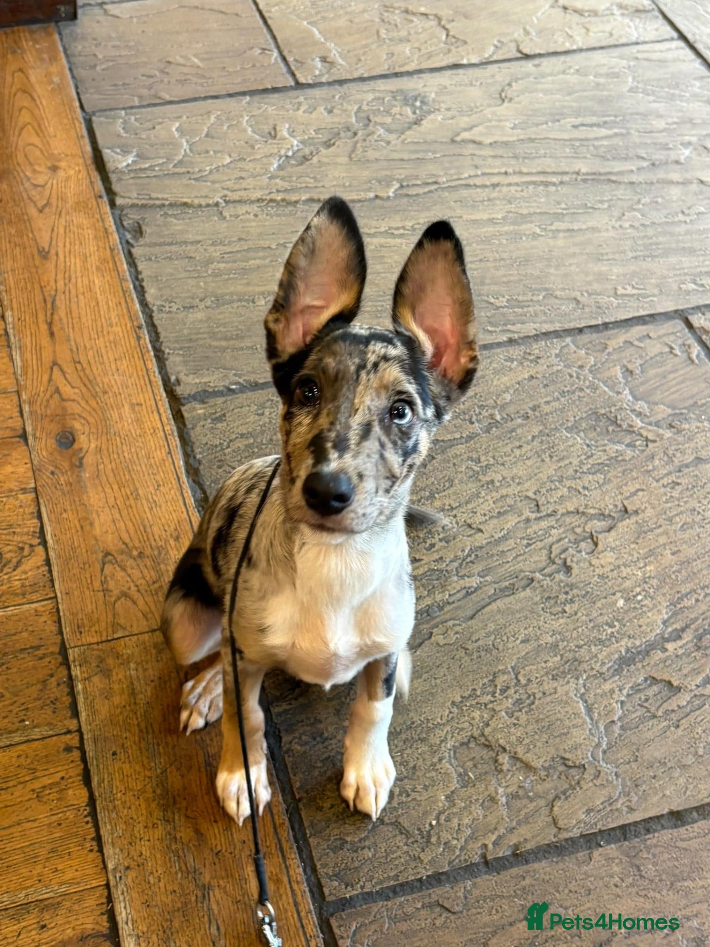 Mixed Breed dogs Collie x puppy  - Advert 1