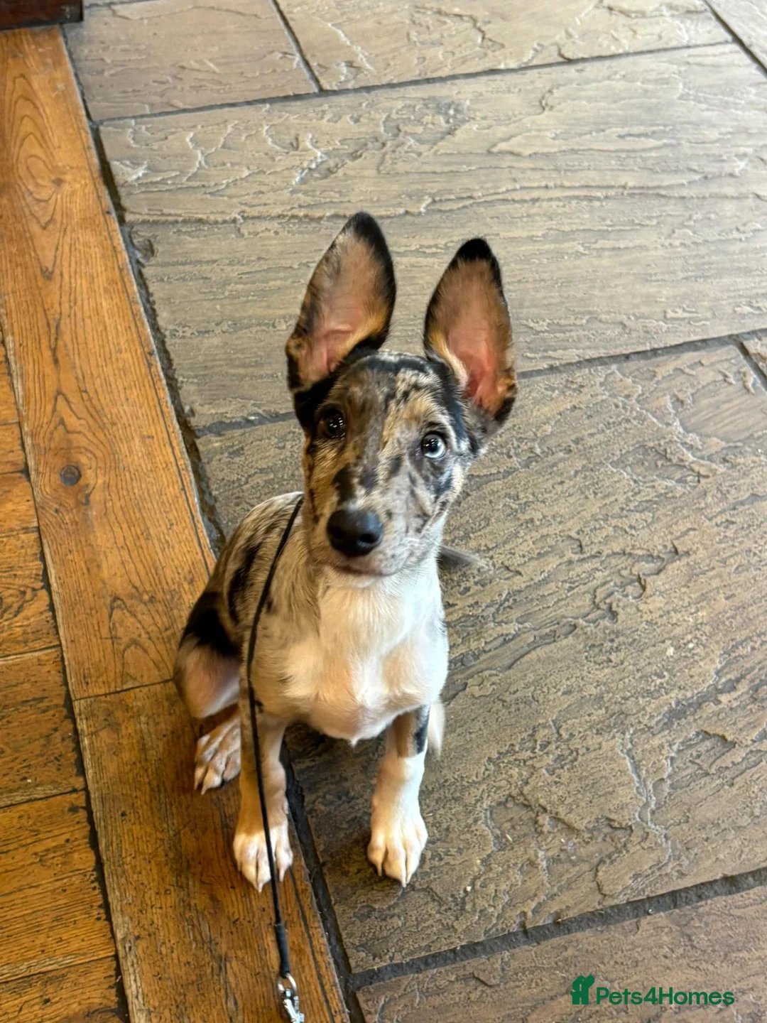 Mixed Breed dogs for sale: Collie x puppy  - Advert 1