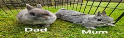 Netherland Dwarf rabbits for sale: Genuine Netherland Dwarf Kits  - Advert 5