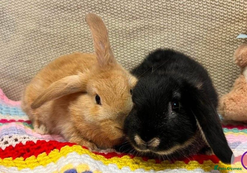 Mixed Breed rabbits 2 female bunnies - Advert 7
