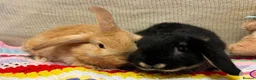 Mixed Breed rabbits for sale: 2 female bunnies in Carluke - Advert 1