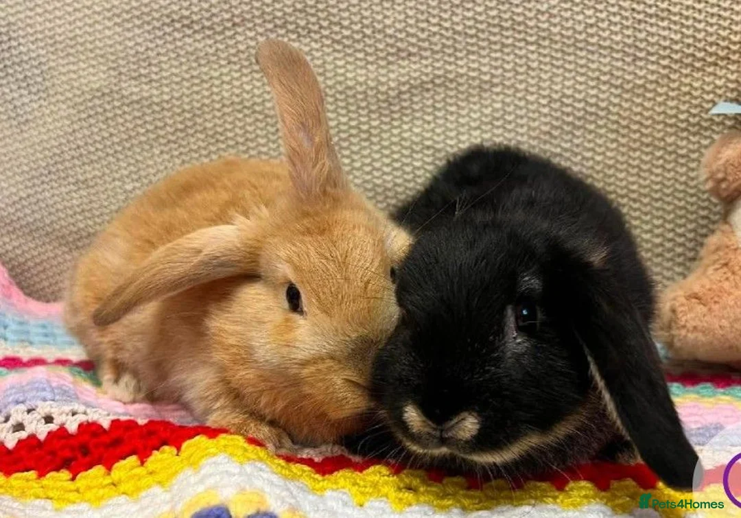Mixed Breed rabbits for sale: 2 female bunnies in Carluke - Advert 1